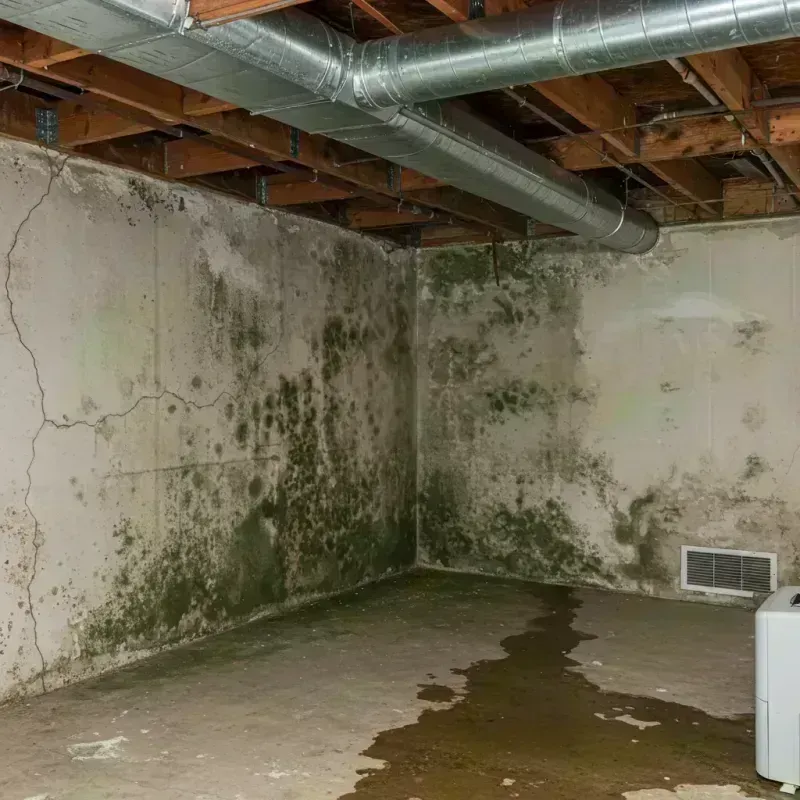 Professional Mold Removal in Mendota, IL